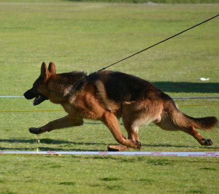 Carlo zur Medbacher Muhle, V2 Vita Nova show 2014